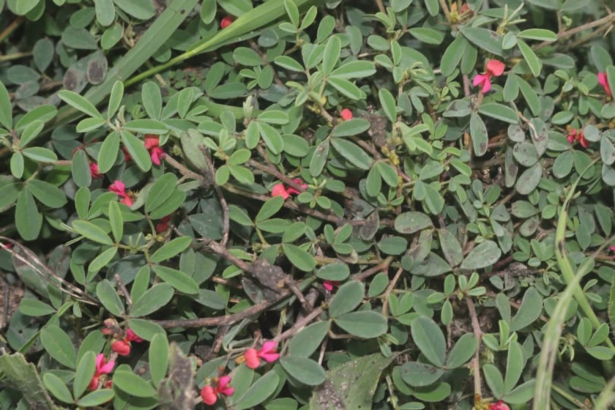 Indigofera trifoliata L.